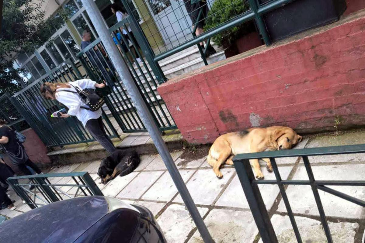 Βέροια: Πόσες ακόμη επιθέσεις χρειάζονται για να γίνει το αυτονόητο; (βίντεο)