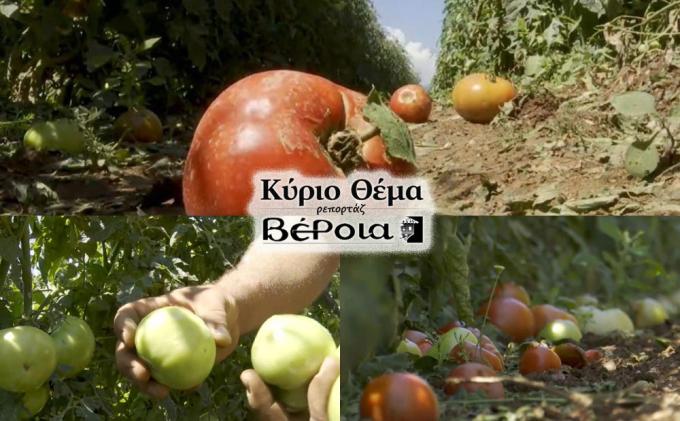 Η θεομηνία "σάρωσε" - Καταστροφή στο 80% της παραγωγής της φημισμένης ντομάτας Ριζωμάτων!