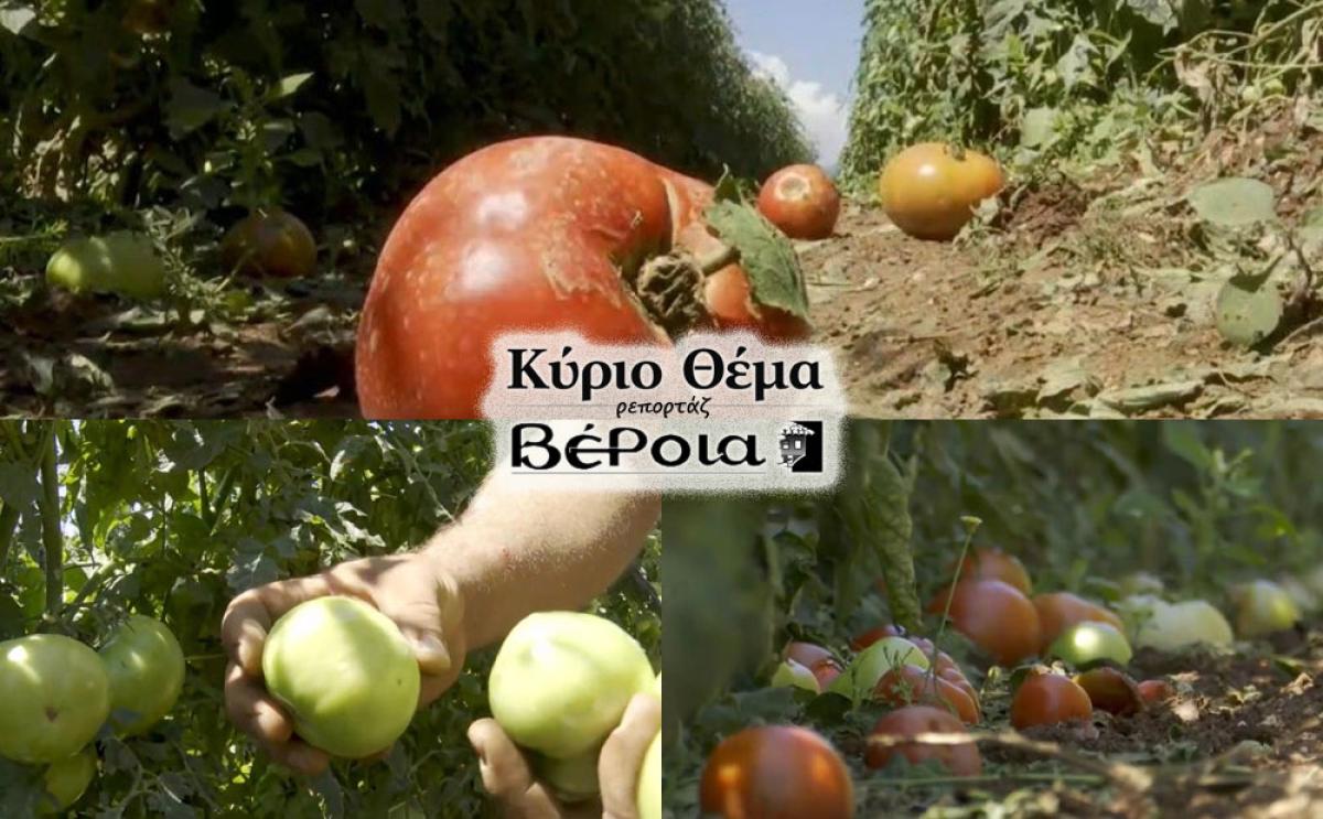 Η θεομηνία "σάρωσε" - Καταστροφή στο 80% της παραγωγής της φημισμένης ντομάτας Ριζωμάτων!