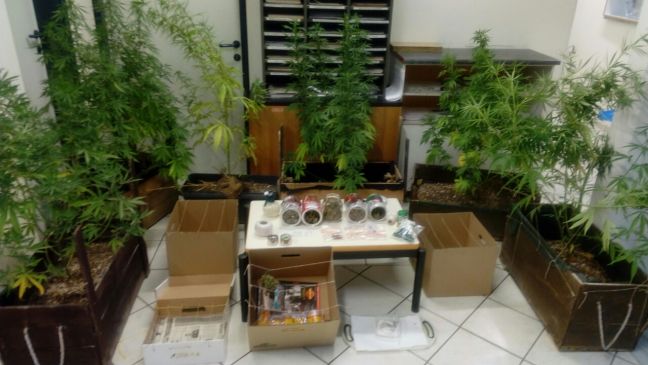 Καλλιεργούσε στο σπίτι του στη Βέροια κάνναβη και συνελλήφθη